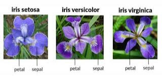 Iris Species Dashboard Tableau