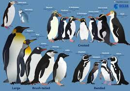 Penguin Dataset Excel